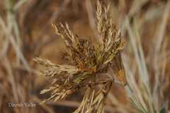 Spinifex littoreus